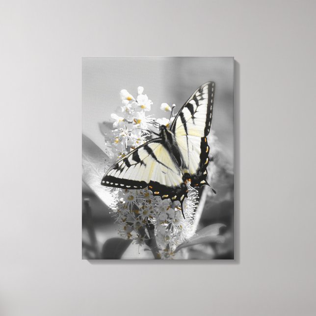 Swallowtail Butterfly Stretched Canvas Print (Front)