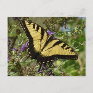 Swallowtail on Butterfly Bush Postcard