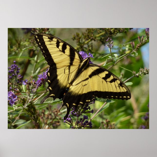 Swallowtail on Butterfly Bush Poster (Front)