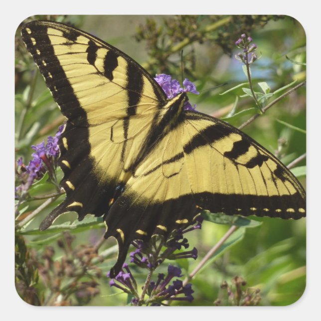 Swallowtail on Butterfly Bush Square Sticker (Front)