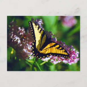 Swallowtail on Lilac Postcard