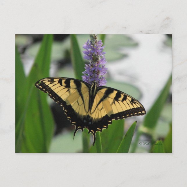 Swallowtail on Pickerel-weed Postcard (Front)