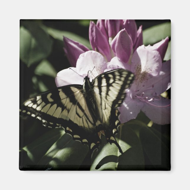 Swallowtail & Rhododendron Magnet (Front)