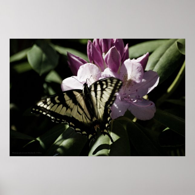 Swallowtail & Rhododendron Print (Front)