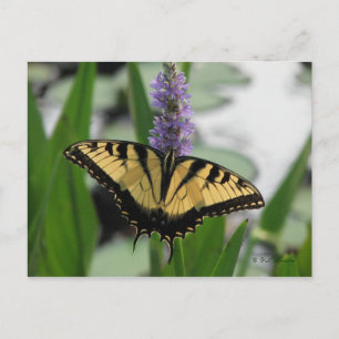 Swallowtail sur carte postale Pickerel-weed