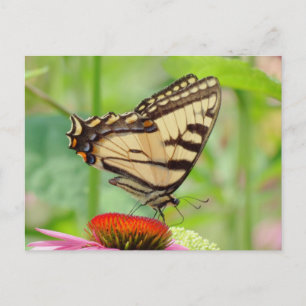 Swallowtail World Postcard
