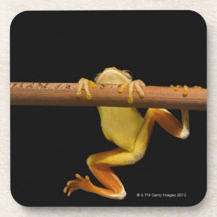 Swamp frog (Limnonectes Leytensis) Coaster
