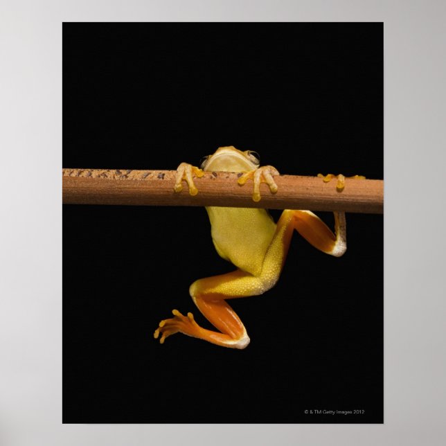 Swamp frog (Limnonectes Leytensis) Poster (Front)