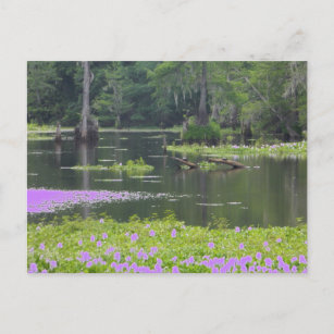 Swamp in purple postcard