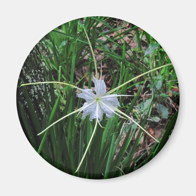 Swamp Lily Magnet (Front)