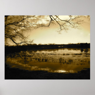 Swamp Photo Poster