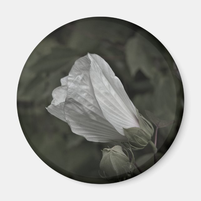 Swamp Rose Mallow Refrigerator Magnet (Front)