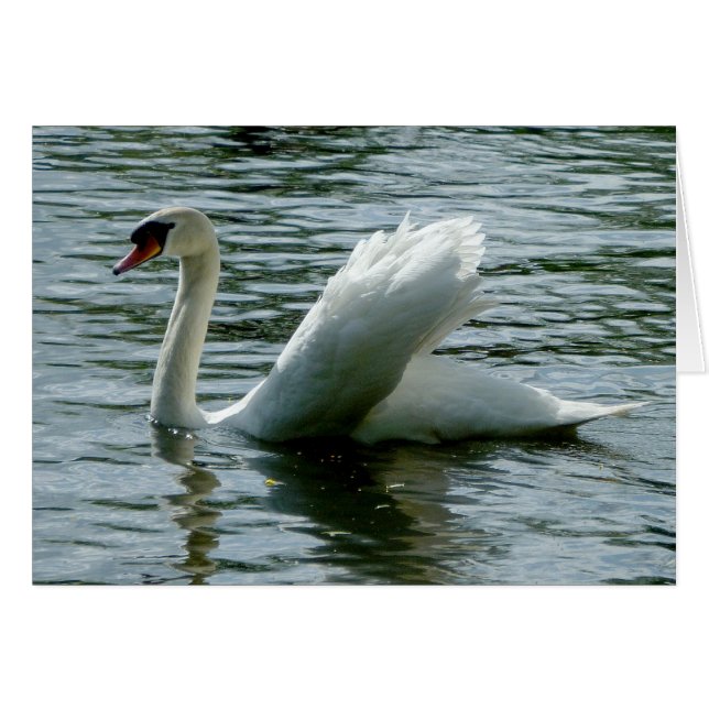 Swan (Front Horizontal)