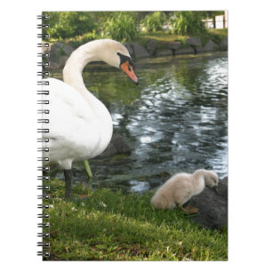 Swan and cygnet Photo Notebook