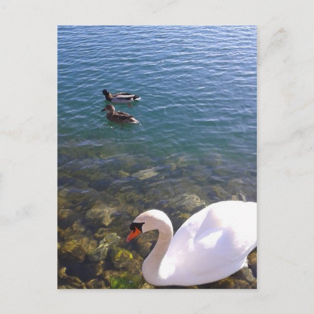 Swan and Ducks Social Distancing Postcard (Front)