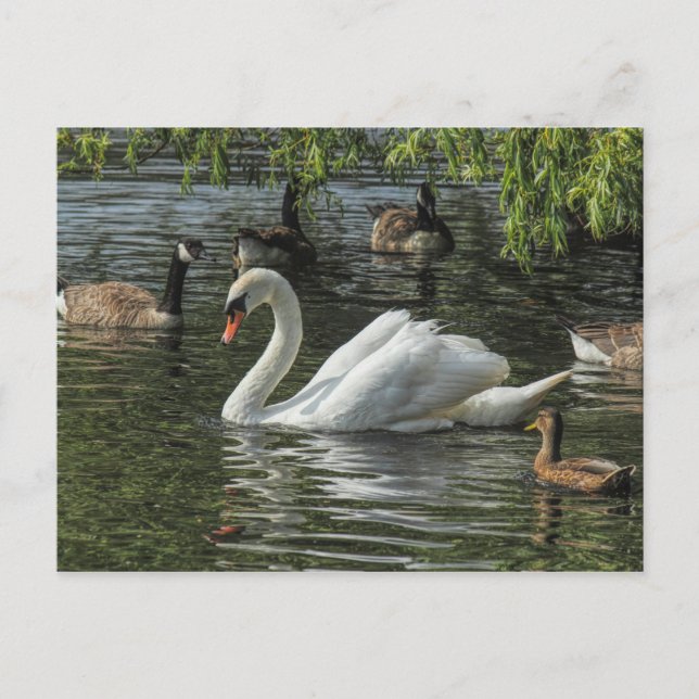Swan and Other Birds. Roath Park Lake, Cardiff Postcard (Front)