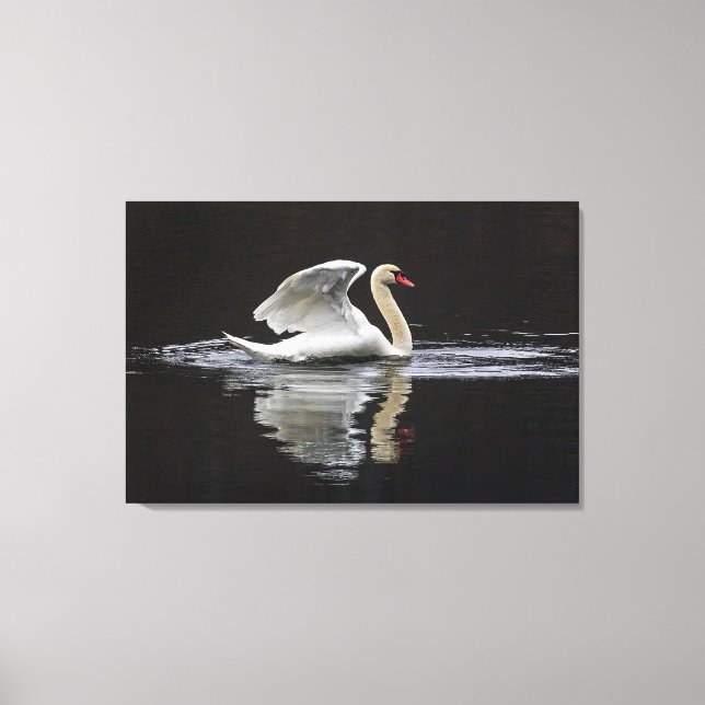 Swan and Reflections Canvas Print (Front)