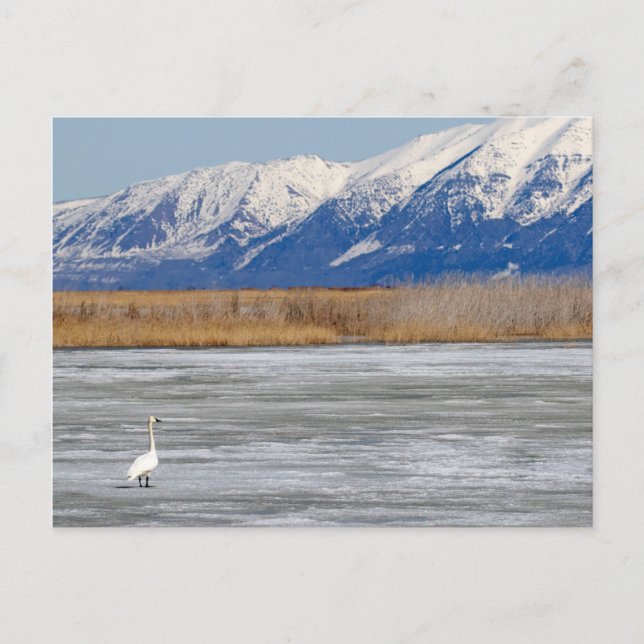 Swan and Snow Postcard (Front)