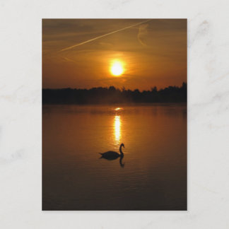 Swan and sunset postcard