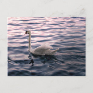 Swan at Dusk Postcard