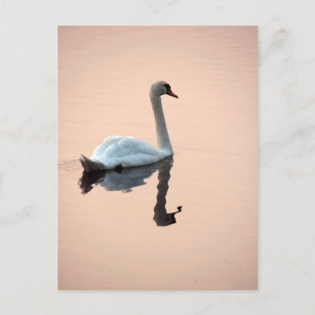 Swan at Sunset Postcard (Front)