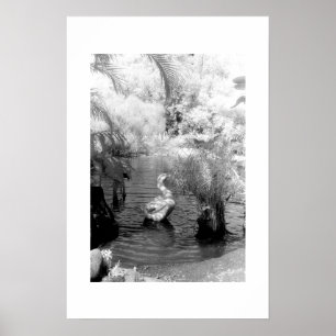 Swan at the Garden of Eden Poster