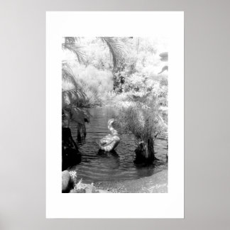 Swan at the Garden of Eden Poster