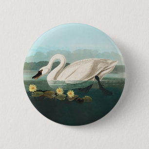 swan audubon bird white water swans 2 inch round button