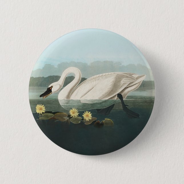 swan audubon bird white water swans 2 inch round button (Front)
