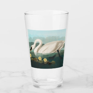 swan audubon bird white water swans glass