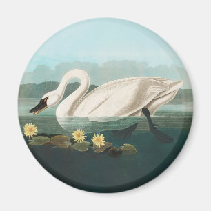 swan audubon bird white water swans magnet