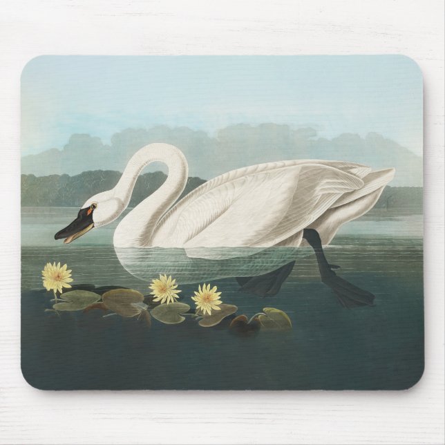 swan audubon bird white water swans mouse pad (Front)