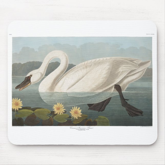 swan audubon bird white water swans mouse pad (Front)