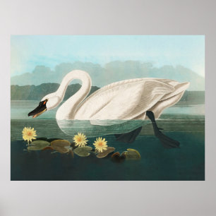 swan audubon bird white water swans poster