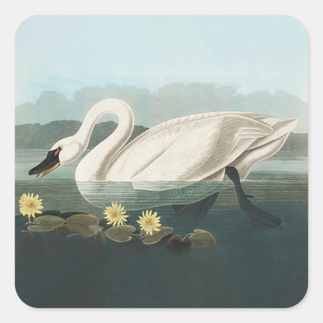 swan audubon bird white water swans square sticker (Front)