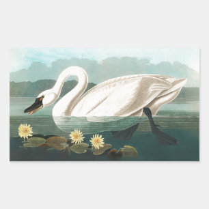 swan audubon bird white water swans sticker