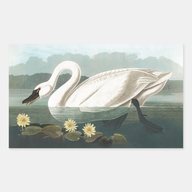 swan audubon bird white water swans sticker (Front)