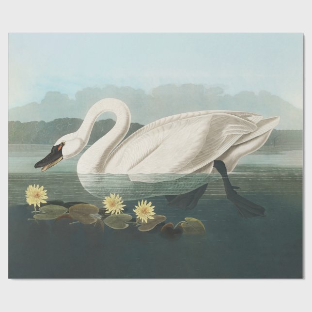 swan audubon bird white water swans wrapping paper (Flat)