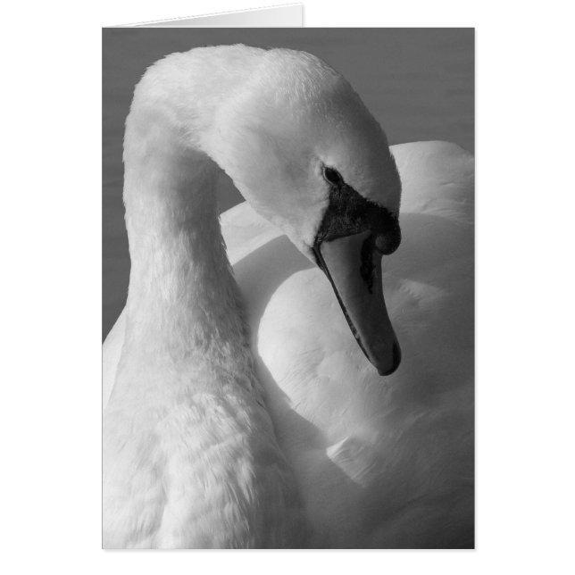 Swan B&W (Devant)