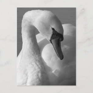 Swan B&W Postcard