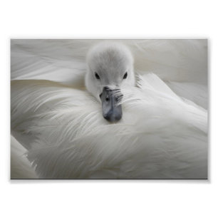 Swan, Beautiful White Feathers, Beauty Comfort Photo Print