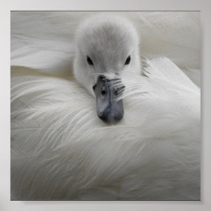 Swan, Beautiful White Feathers, Beauty Comfort Poster