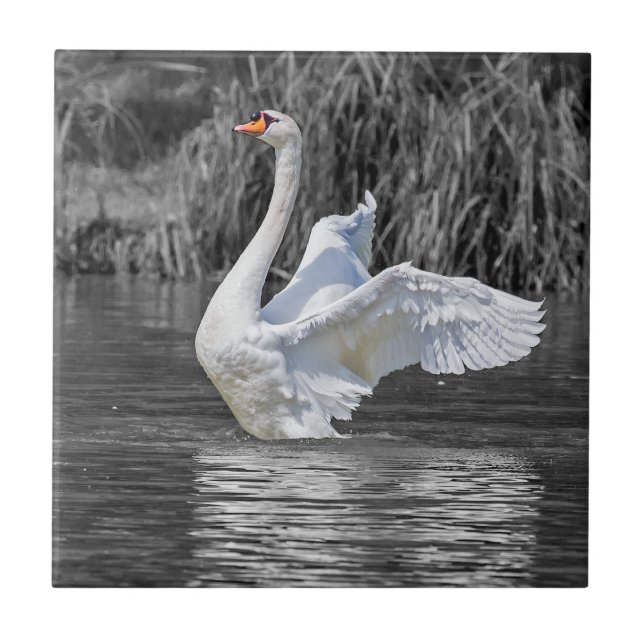 Swan Black and White Photography Tile (Front)