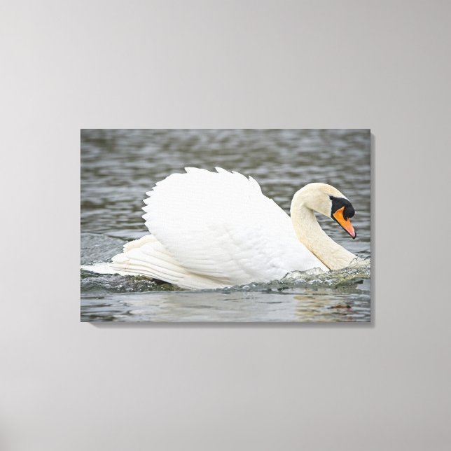 Swan Canvas Print (Front)