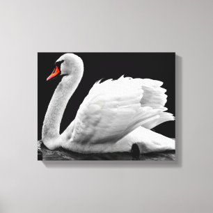 Swan Canvas Print
