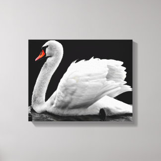 Swan Canvas Print