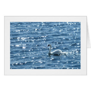 Swan Cardiff Bay, Cardiff, Wales