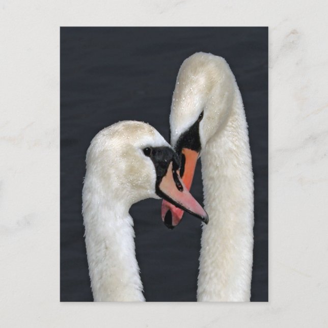 Swan Couple Postcard (Front)