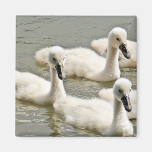 Swan Cygnets Swimming Magnet