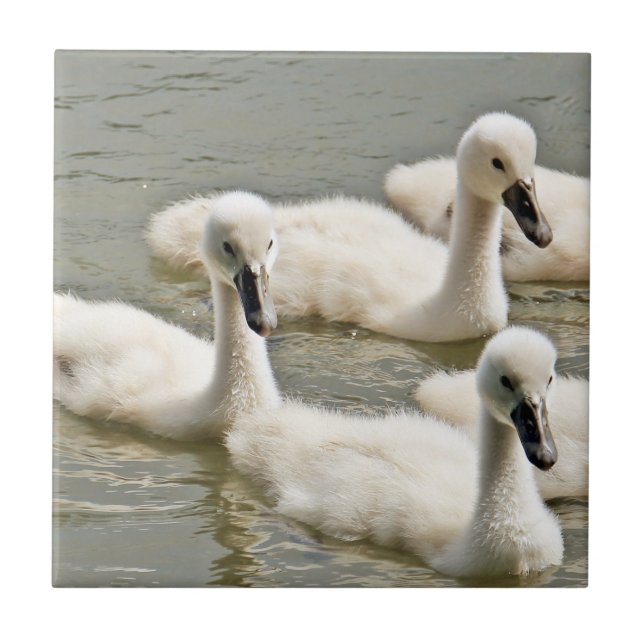 Swan Cygnets Swimming Tile (Front)